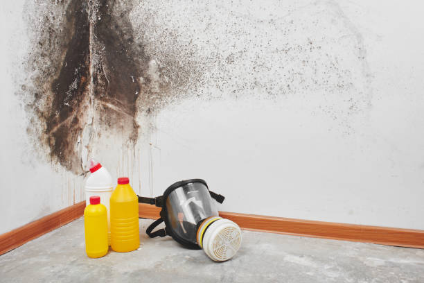 Mold Testing and Removal in Brighton, IL