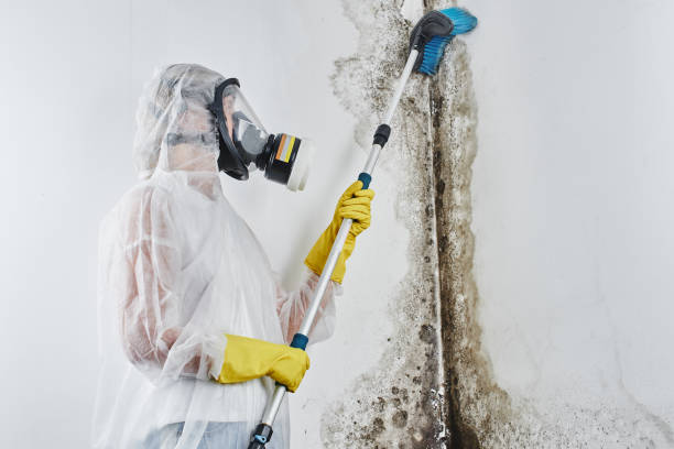 Best Mold Remediation  in Brighton, IL