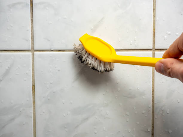 Mold Removal and Inspection in Brighton, IL
