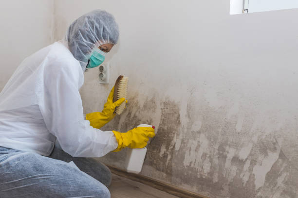 Water Damage Restoration in Brighton, IL