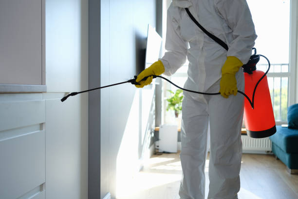 Best Local Mold Removal Service  in Brighton, IL