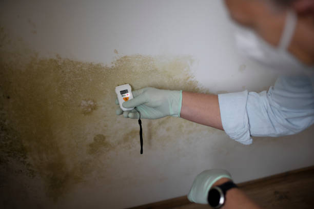 Best Office Mold Removal Services  in Brighton, IL