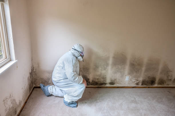 Crawl Space Mold Removal in Brighton, IL