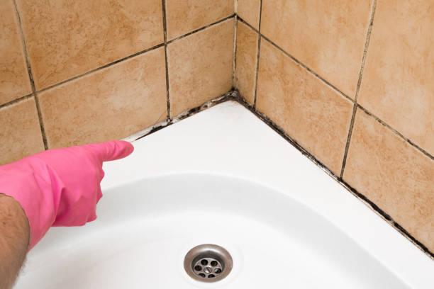 Best Local Mold Removal Service  in Brighton, IL