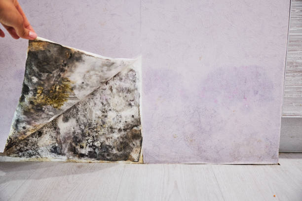 Best Residential Mold Removal  in Brighton, IL